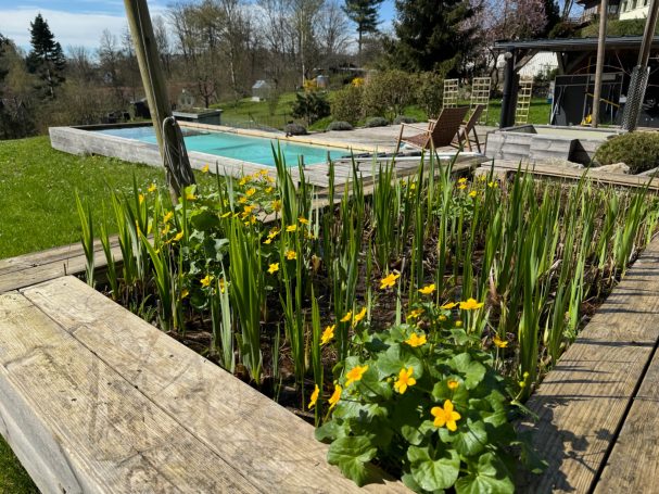 Blühender Garten mit gelben Blumen und einem Schwimmbecken im Hintergrund.